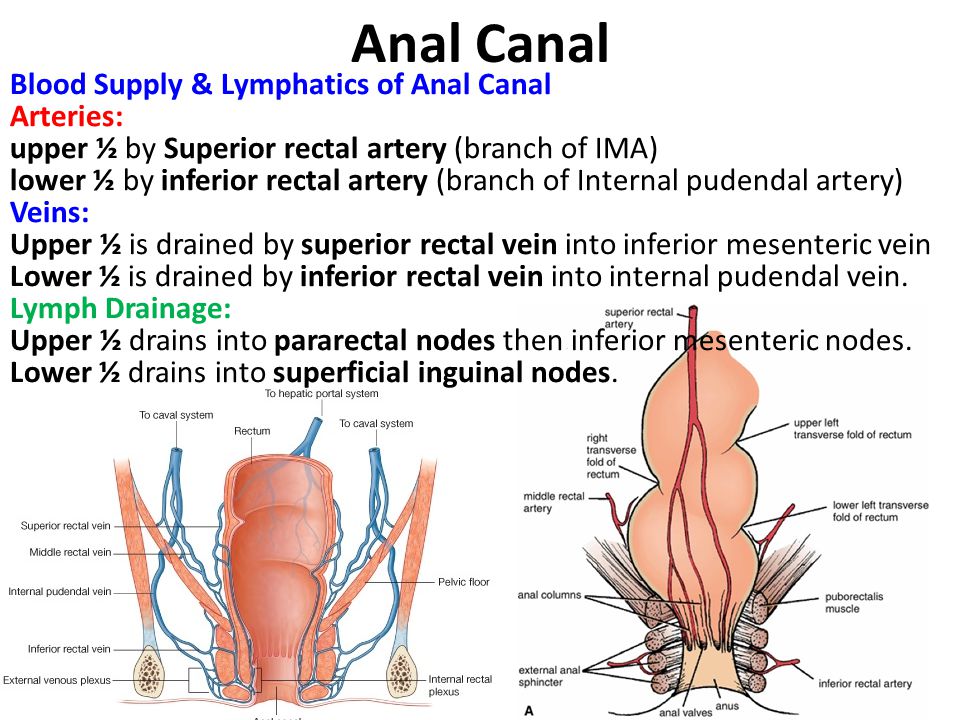 Anal Canal