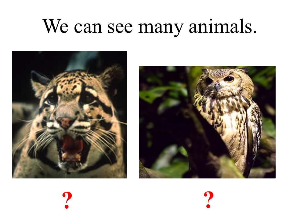 We can see many animals. leopard owl