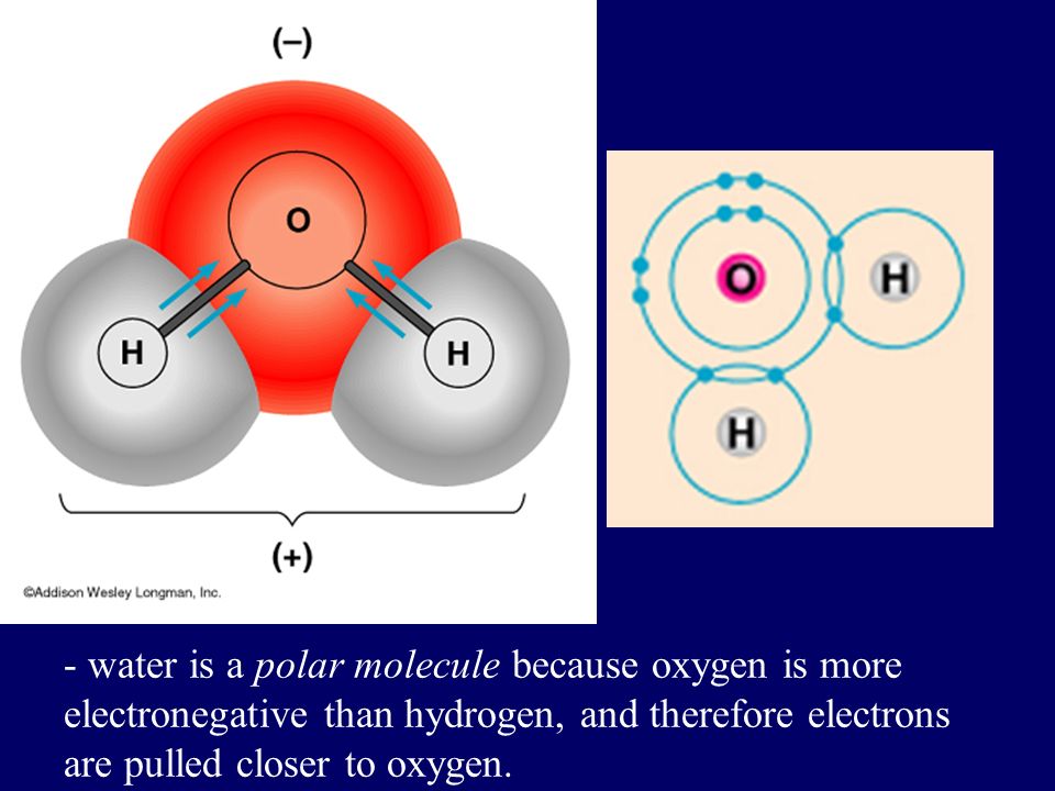 - water is a polar molecule because oxygen is more electronegative than hydrogen, and therefore electrons are pulled closer to oxygen.