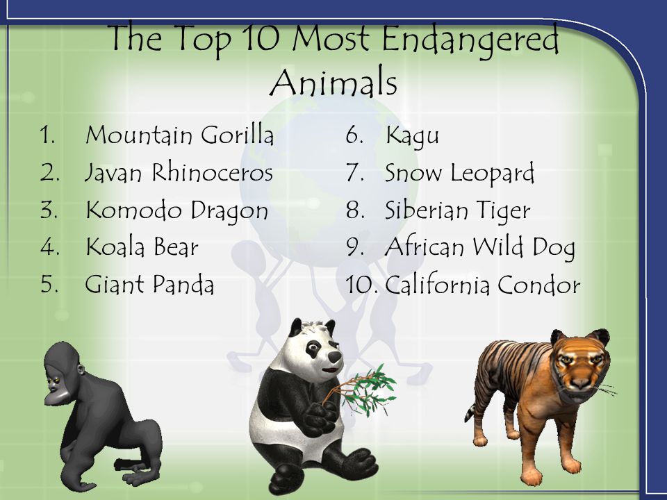 Top 10 Most Endangered Animals - ppt video online download