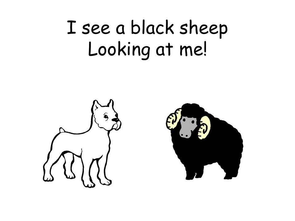 I see a black sheep Looking at me!