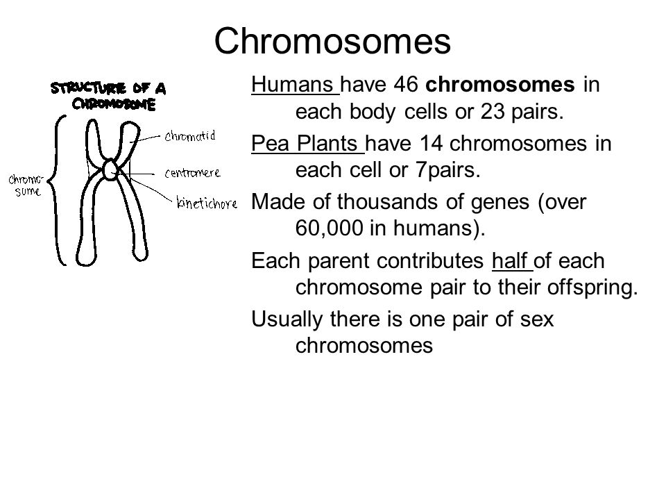 Chromosomes Humans have 46 chromosomes in each body cells or 23 pairs.