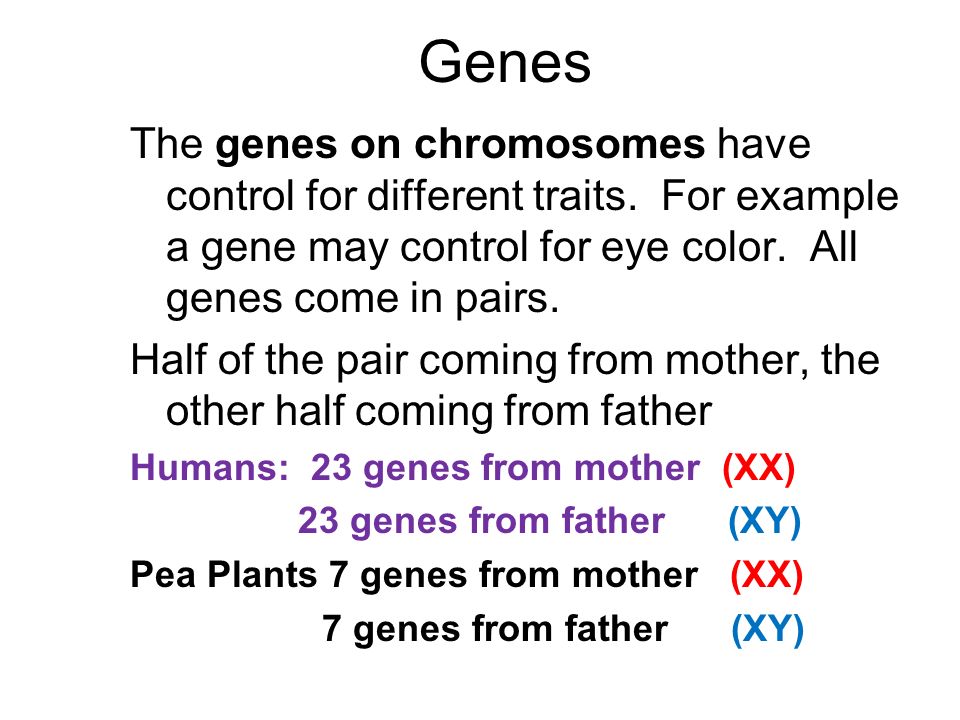 Genes The genes on chromosomes have control for different traits. For example a gene may control for eye color. All genes come in pairs.