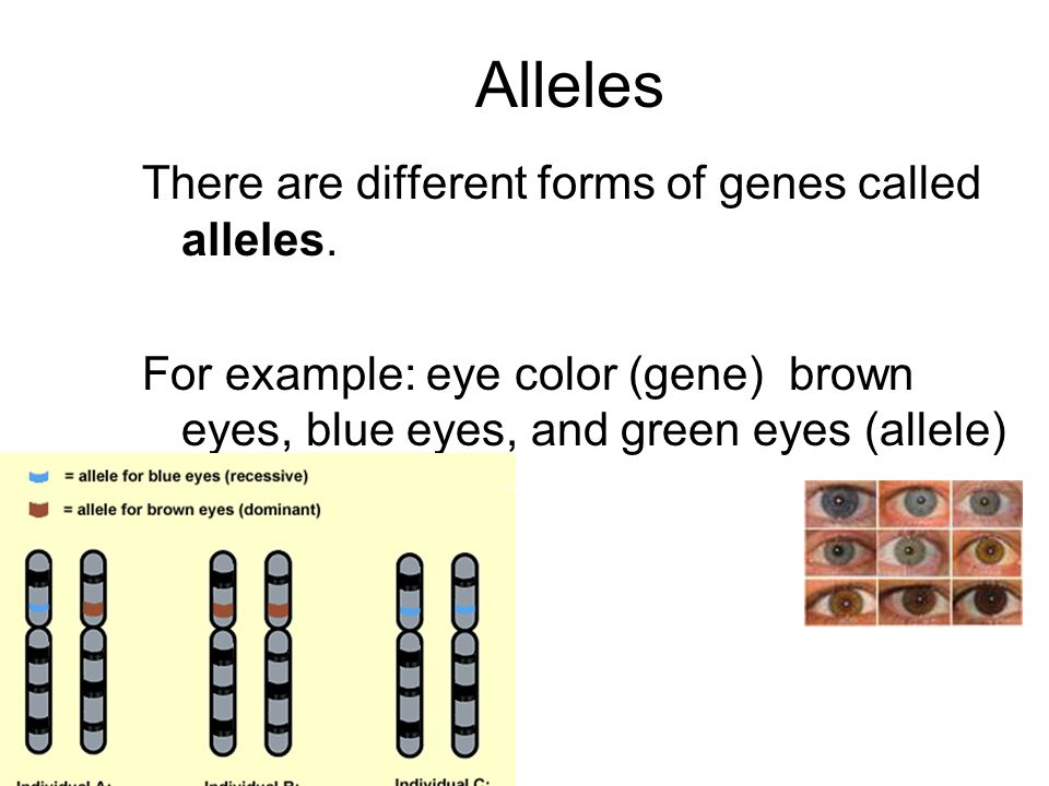 Alleles There are different forms of genes called alleles.