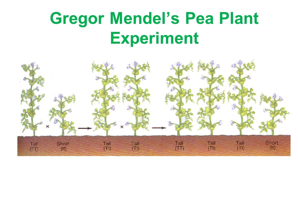 Gregor Mendel’s Pea Plant Experiment