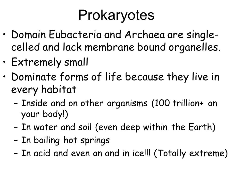 Taking A Closer Look At Kingdom Eubacteria Archaea And Viruses Ppt Download
