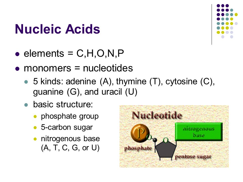Nucleic Acids elements = C,H,O,N,P monomers = nucleotides