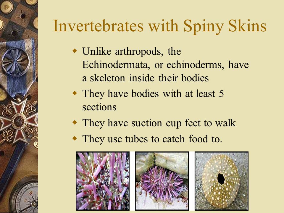 Classifying Animals Vertebrates and Invertebrates - ppt video online
