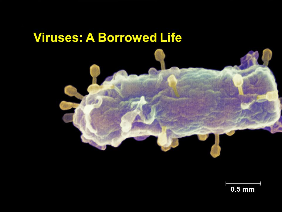 Viruses: A Borrowed Life