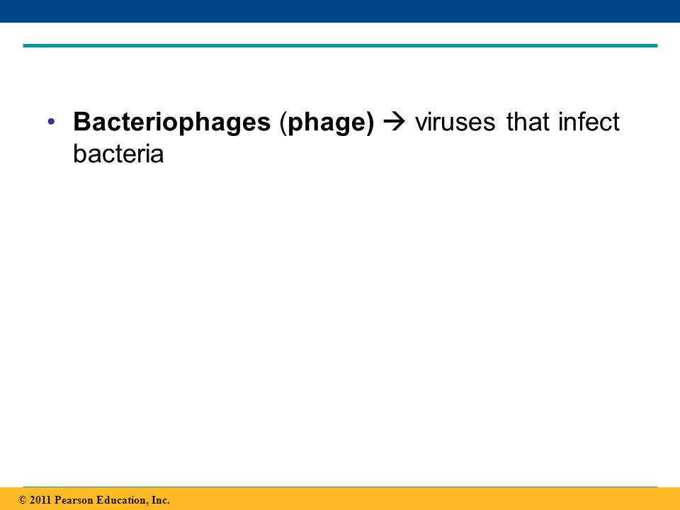 Bacteriophages (phage)  viruses that infect bacteria