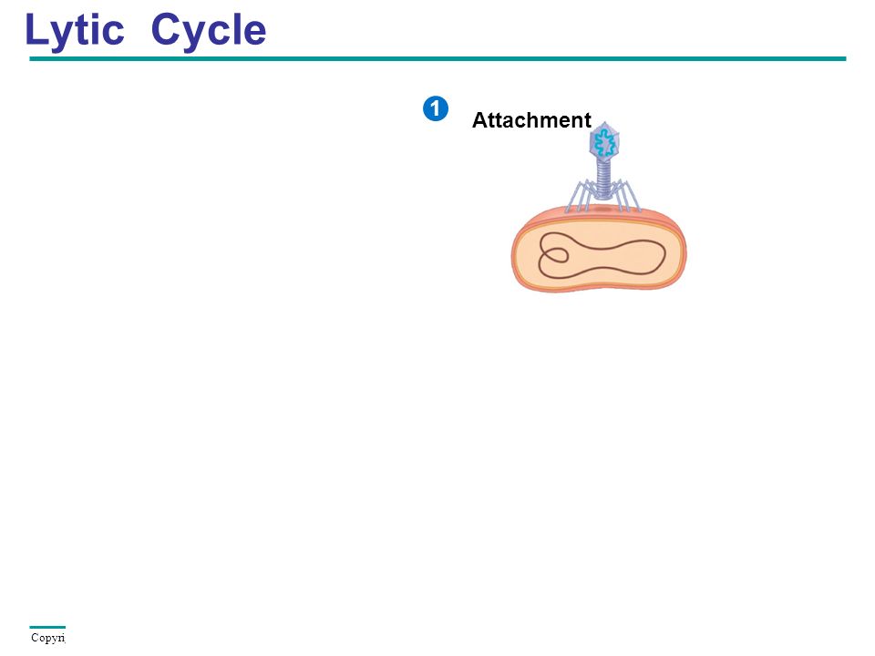 Lytic Cycle 1 Attachment