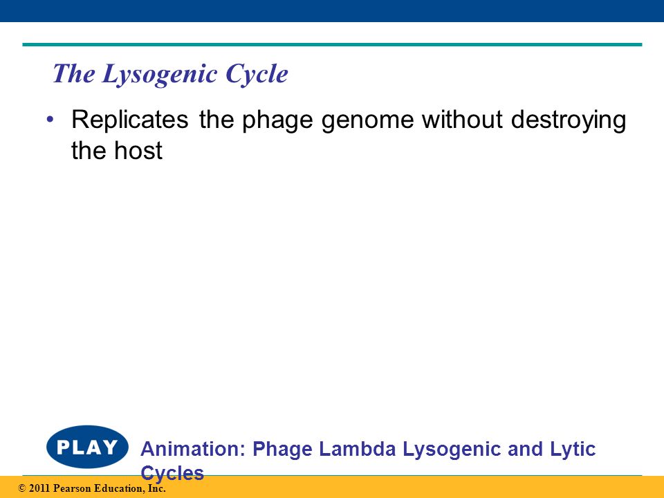The Lysogenic Cycle Replicates the phage genome without destroying the host. Animation: Phage Lambda Lysogenic and Lytic Cycles.