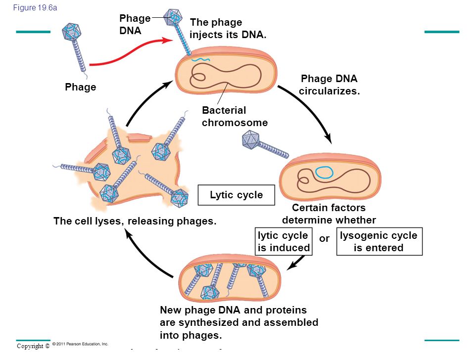 The phage injects its DNA.
