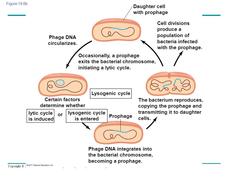 Daughter cell with prophage