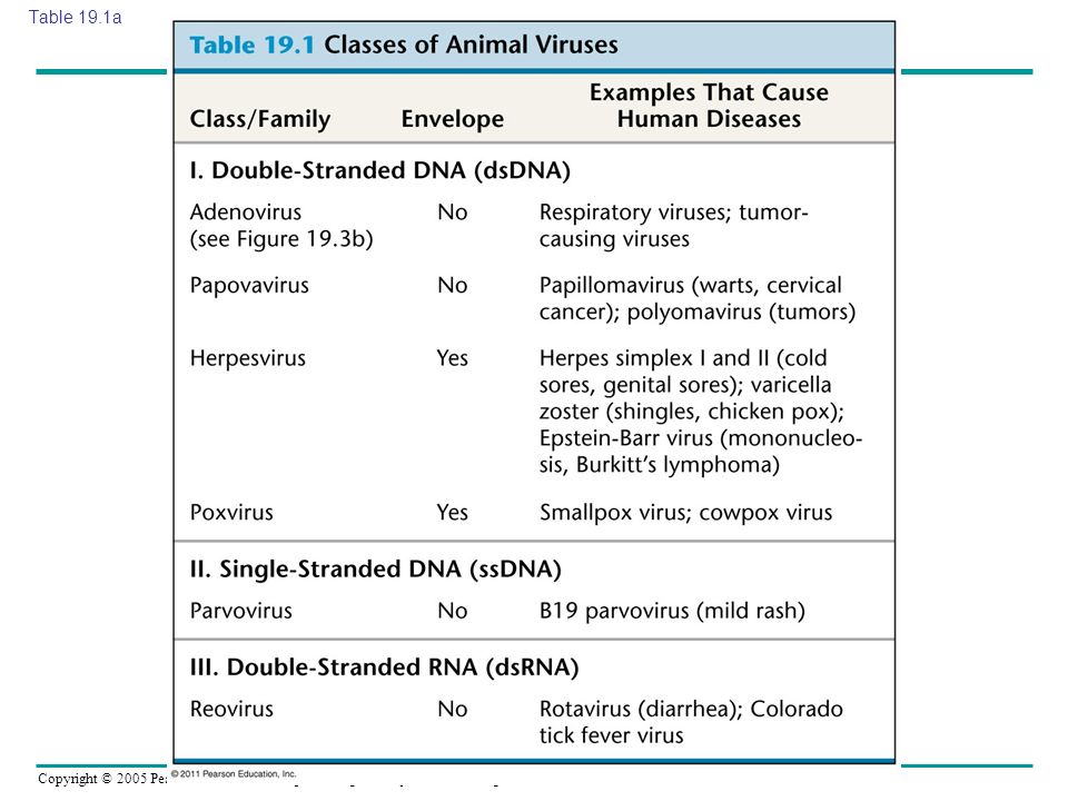 Table 19.1a Table 19.1 Classes of Animal Viruses (part 1)