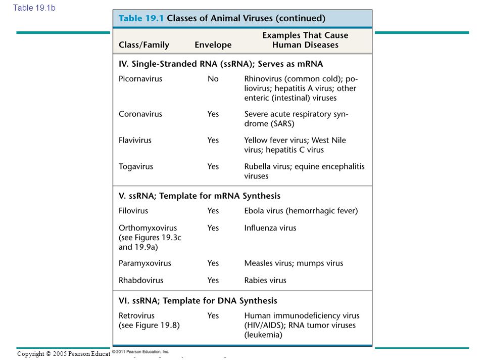Table 19.1b Table 19.1 Classes of Animal Viruses (part 2)