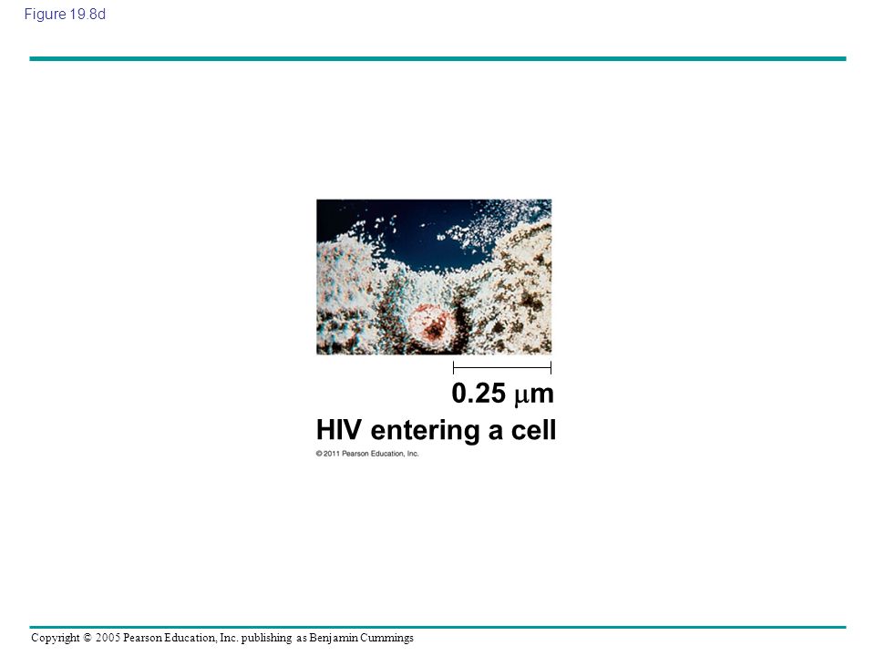 0.25 m HIV entering a cell Figure 19.8d