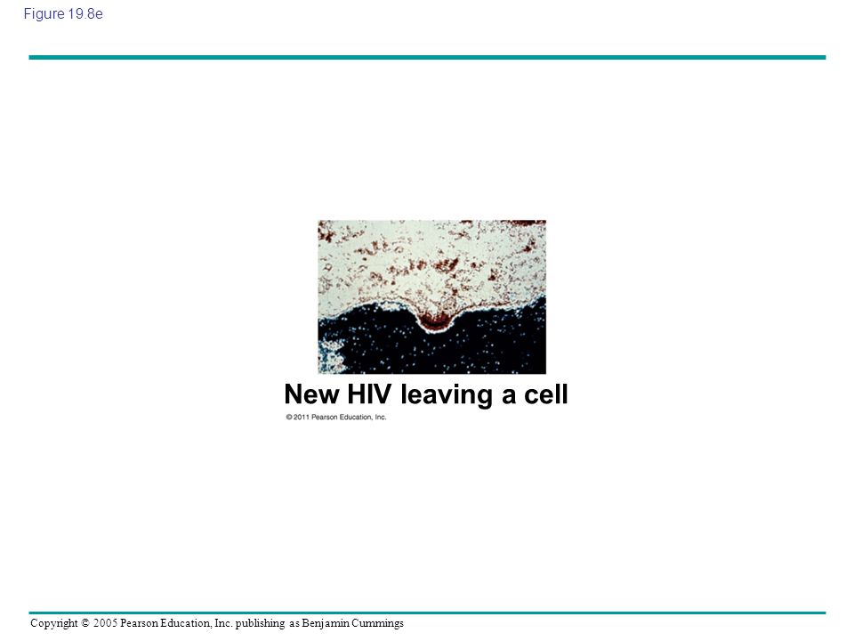 New HIV leaving a cell Figure 19.8e