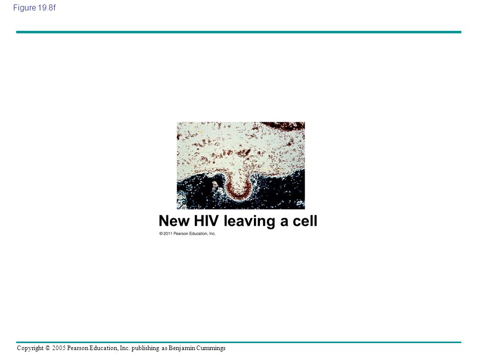 New HIV leaving a cell Figure 19.8f