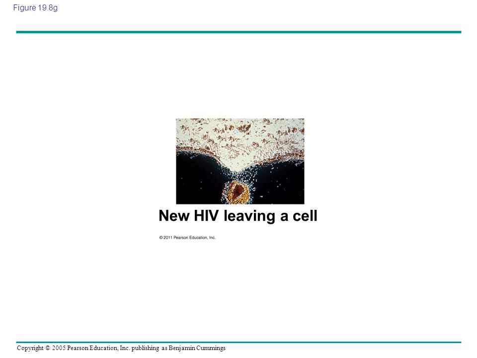 New HIV leaving a cell Figure 19.8g