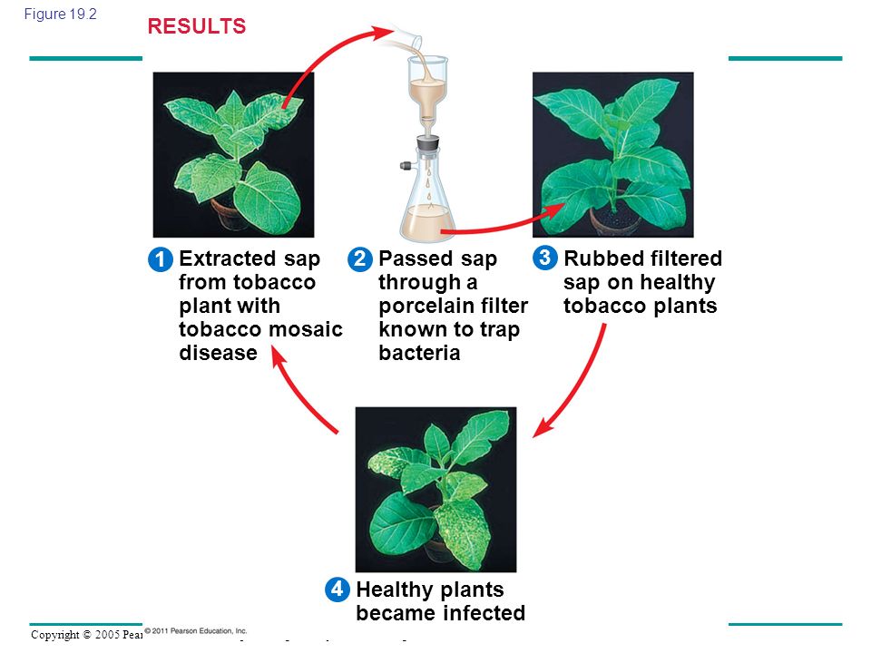 Extracted sap from tobacco plant with tobacco mosaic disease 2