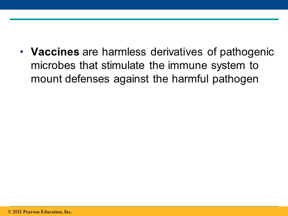 Vaccines are harmless derivatives of pathogenic microbes that stimulate the immune system to mount defenses against the harmful pathogen