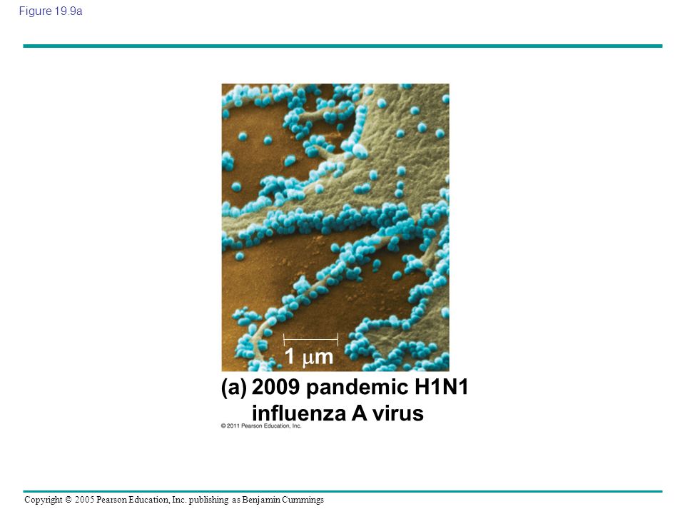 2009 pandemic H1N1 influenza A virus (a)