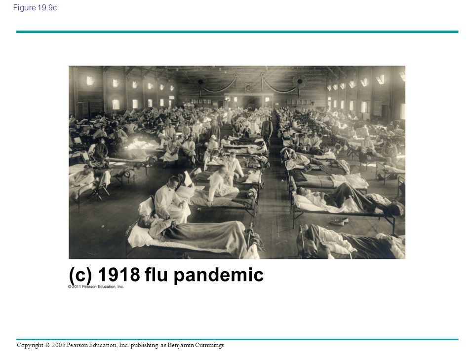 Figure 19.9c Figure 19.9 Influenza in humans. (c) 1918 flu pandemic
