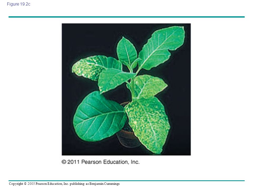Figure 19.2c Figure 19.2 Inquiry: What causes tobacco mosaic disease
