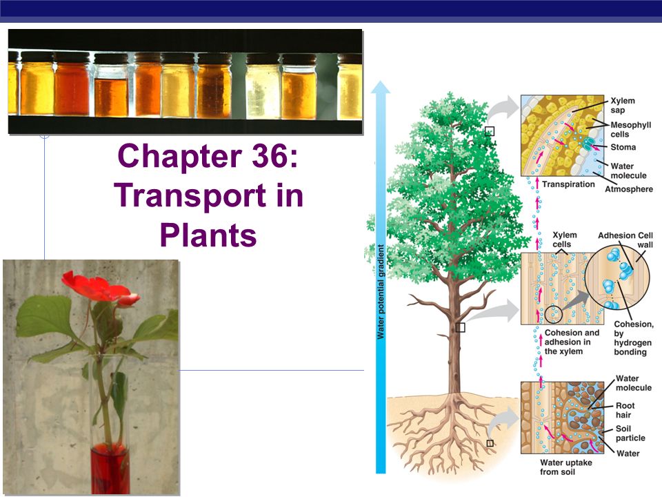 Chapter 36: Transport in Plants