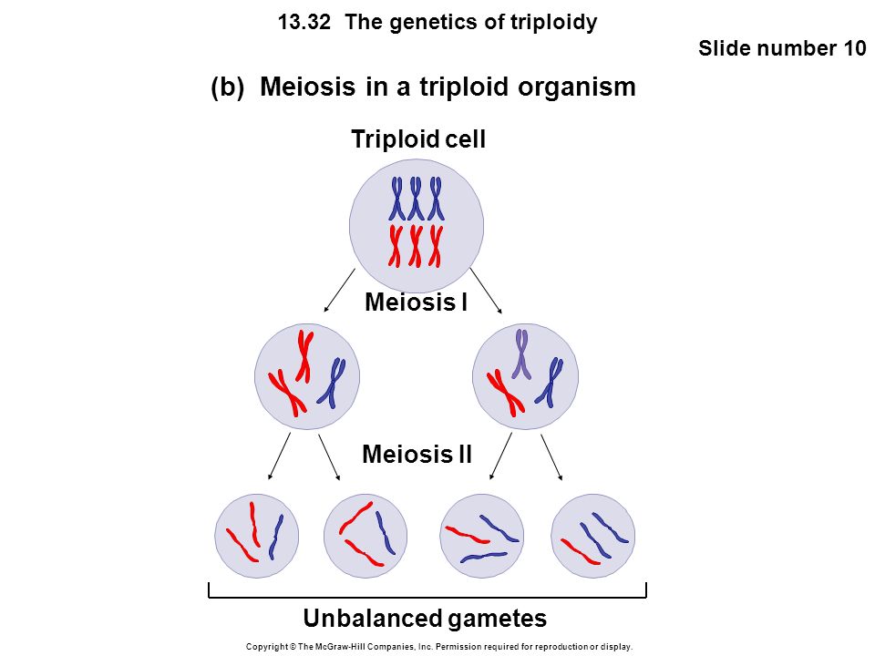 (b) Meiosis in a triploid organism