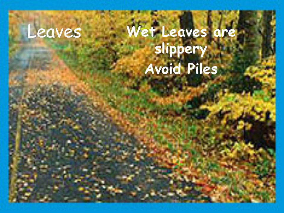 Wet Leaves are slippery Avoid Piles