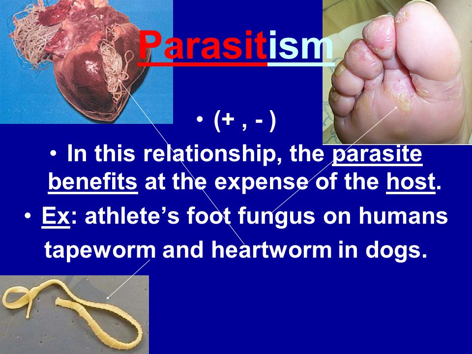 human tapeworm symbiotic relationship