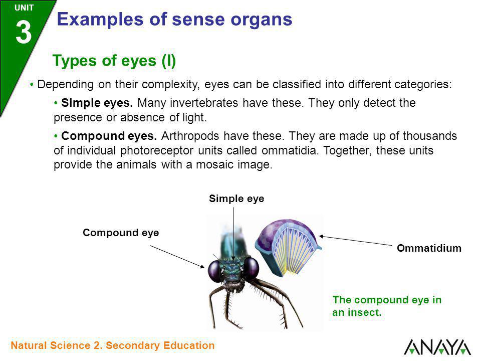 EXAMPLES OF SENSE ORGANS - ppt video online download