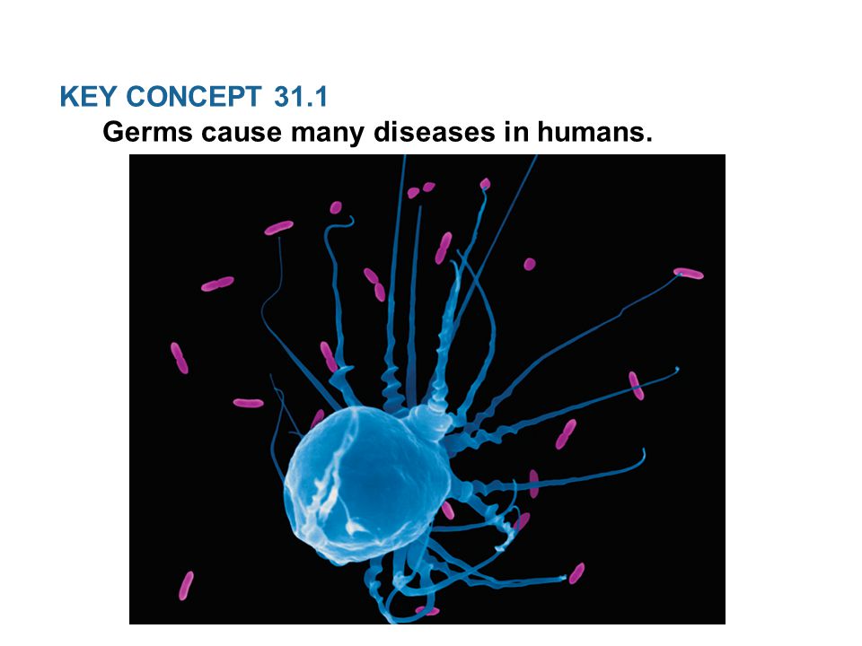 KEY CONCEPT 31.1 Germs cause many diseases in humans.