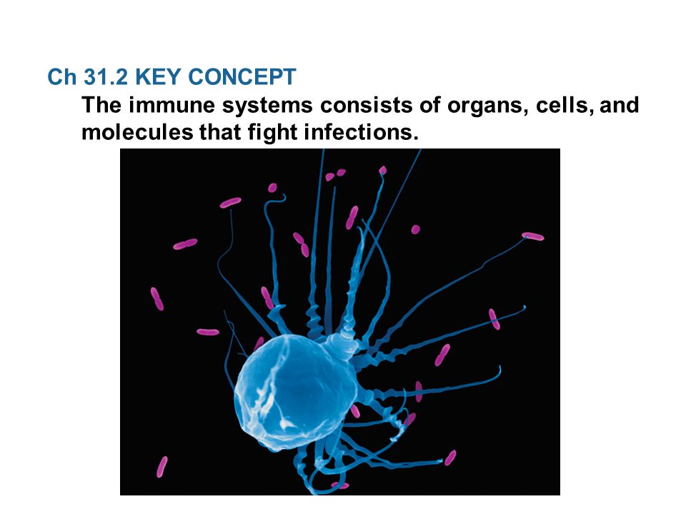 Ch 31.2 KEY CONCEPT The immune systems consists of organs, cells, and molecules that fight infections.