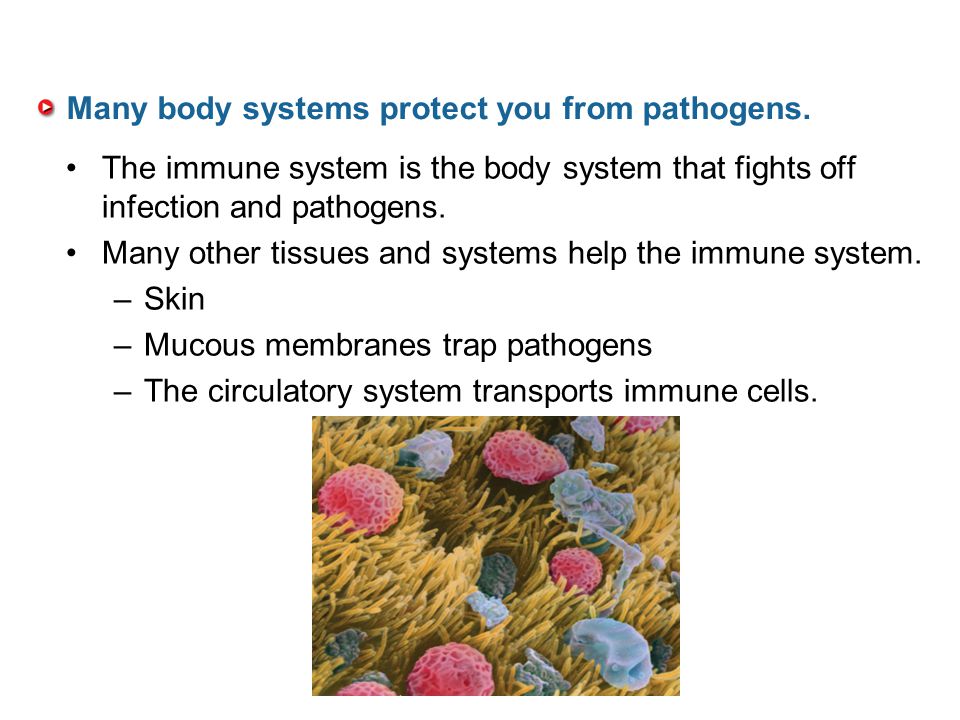 Many body systems protect you from pathogens.