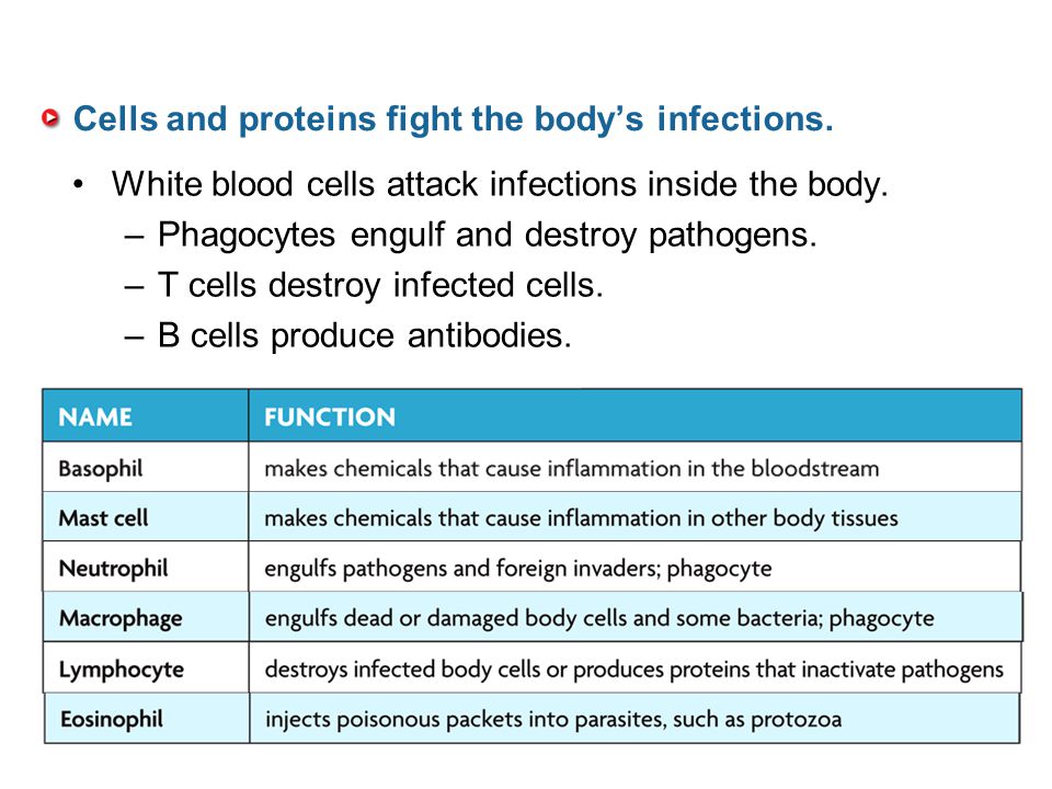 Cells and proteins fight the body’s infections.