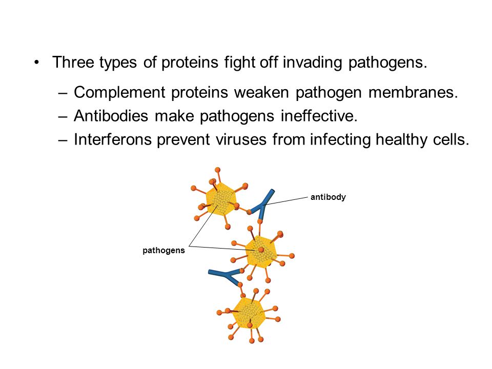Three types of proteins fight off invading pathogens.