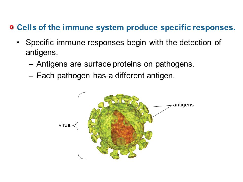 Cells of the immune system produce specific responses.
