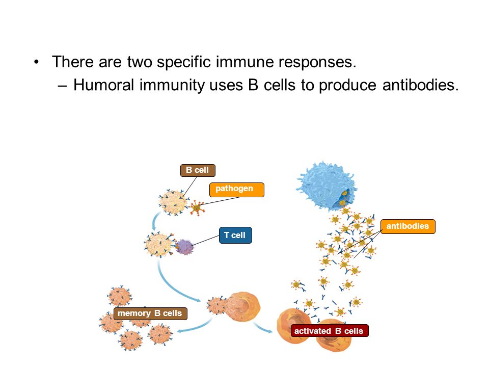 There are two specific immune responses.