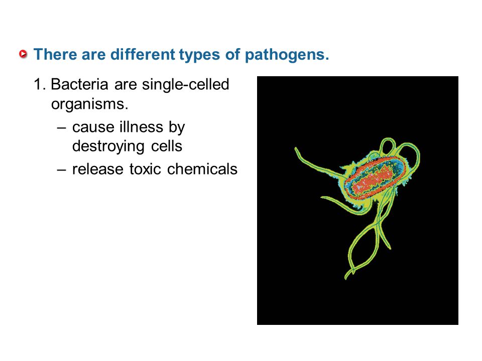 There are different types of pathogens.