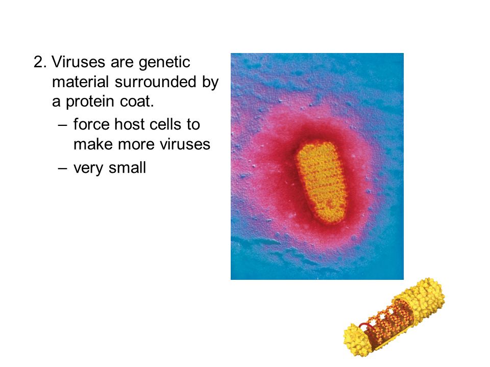 2. Viruses are genetic material surrounded by a protein coat.