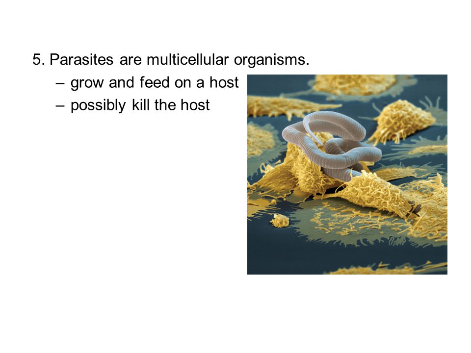 5. Parasites are multicellular organisms.