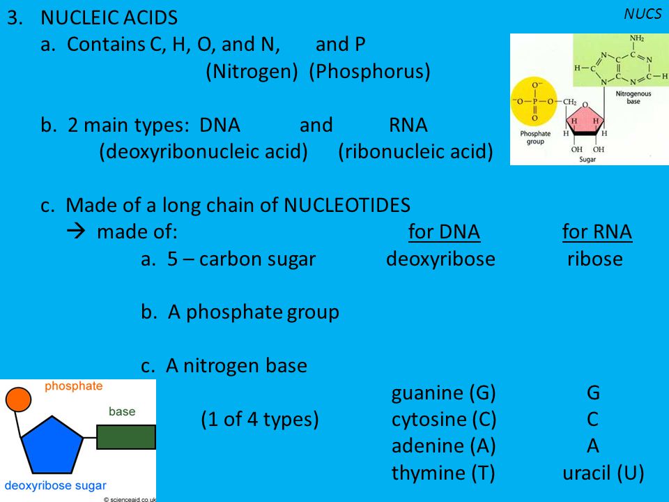 a. Contains C, H, O, and N, and P (Nitrogen) (Phosphorus)