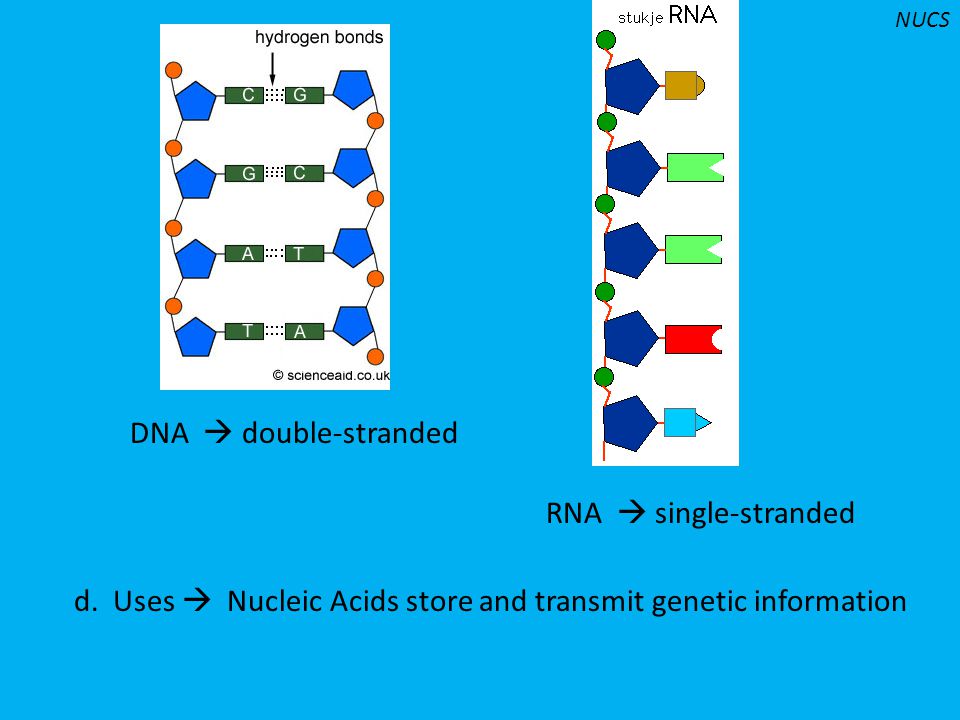 d. Uses  Nucleic Acids store and transmit genetic information