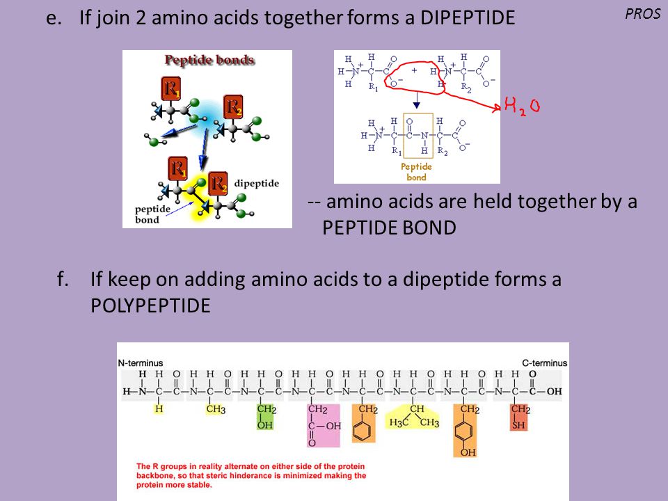 If join 2 amino acids together forms a DIPEPTIDE