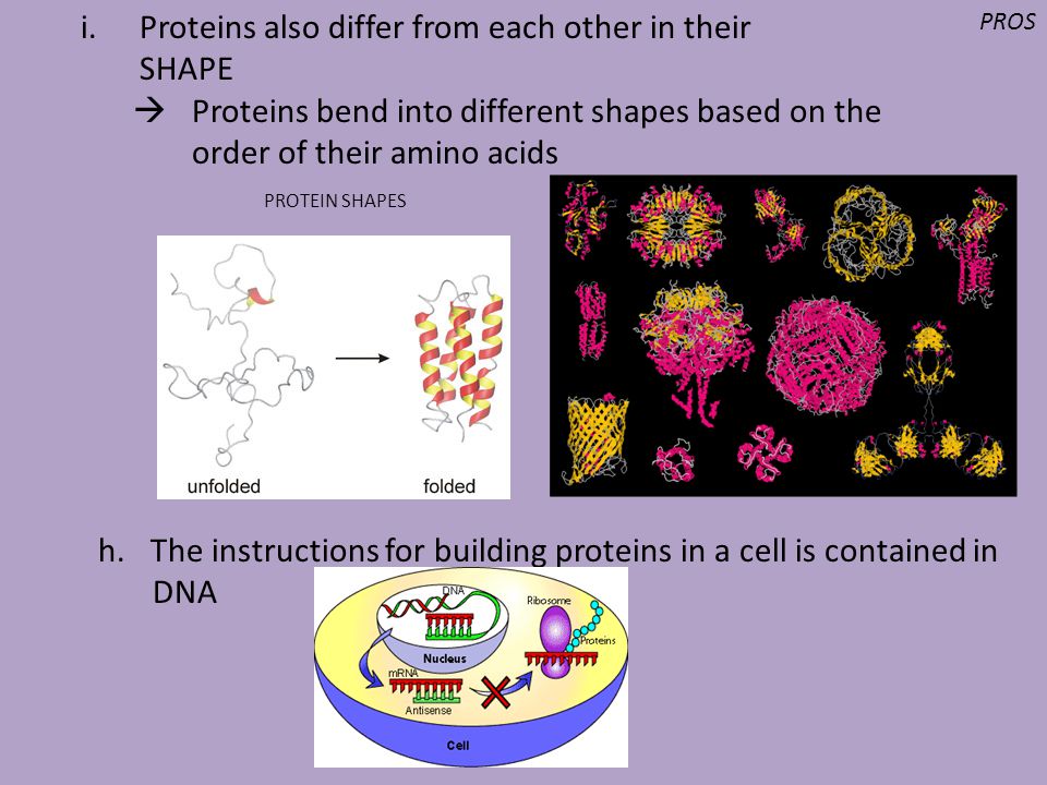 Proteins also differ from each other in their SHAPE