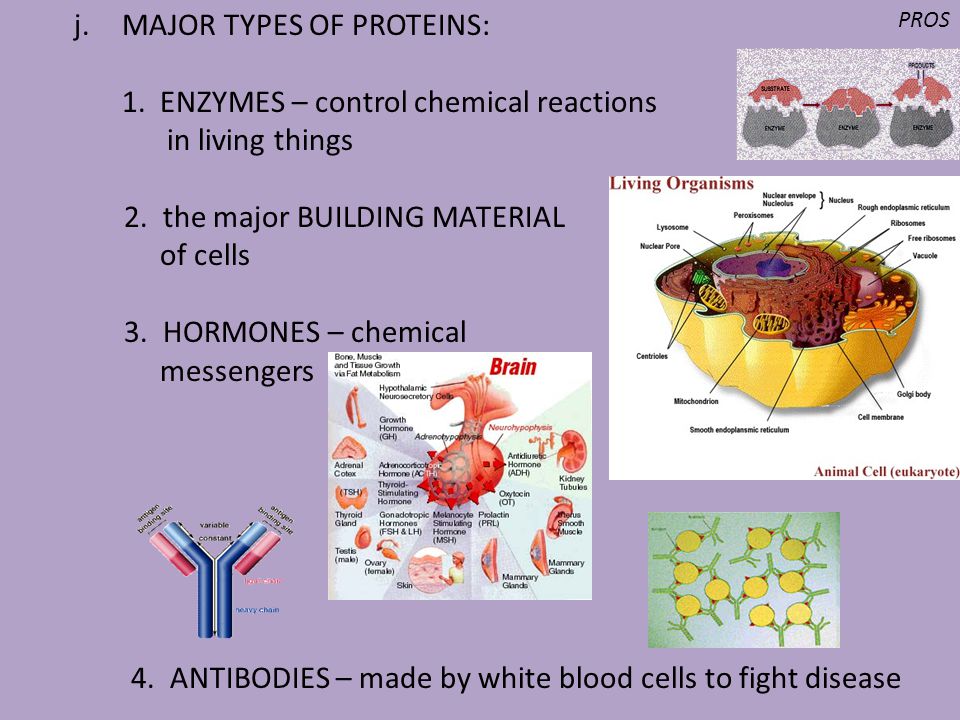 MAJOR TYPES OF PROTEINS: 1. ENZYMES – control chemical reactions