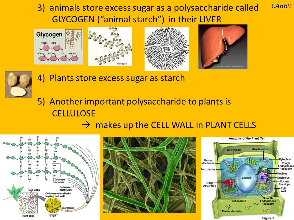 3) animals store excess sugar as a polysaccharide called